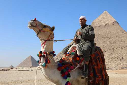 Camels Pyramid